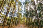 A Long Straight Road In Forest Stock Photo