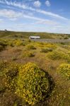 Algarve Countryside Hills With Yellow Bushes In Spring Stock Photo