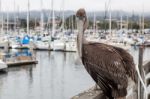 Brown Pelican (pelecanus Occidentalis) Stock Photo