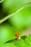 Cucurbit Leaf Beetle Or Aulacophora Indica Stock Photo