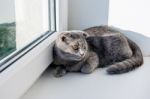 Lop-eared Gray Cat Lying On The Windowsill Stock Photo