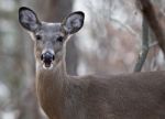 Image With The Amazed Deer Stock Photo