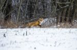 Red Fox In A Winter Forest Stock Photo