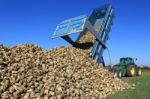 Sugar Beet Stock Photo