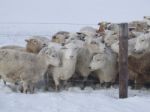 Winter Flock Of Sheep Stock Photo