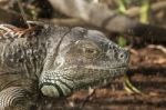 Adult Big Iguana Stock Photo