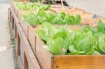 Organic Vegetable Growing In Wooden Box Stock Photo