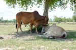 Two Cows Tease Snuggle Together In The Shade To Avoid Heat Of Th Stock Photo