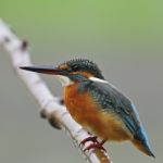 Common Kingfisher Stock Photo