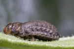 Beetle Larva Stock Photo