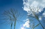 The Tree And The Bright Sky Stock Photo