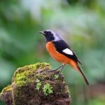 Male Daurian Redstart Stock Photo