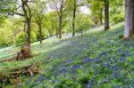 Bluebells In Full Bloom Stock Photo