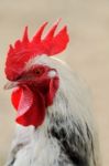 Rooster Stock Photo