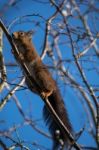 Eurasian Red Squirrel (sciurus Vulgaris) Stock Photo