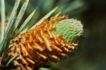 Emerging Fir Cone Stock Photo