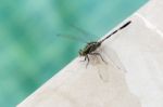 Green Dragon Fly On Swimming Pool Edge Stock Photo