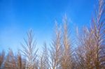 Dune Grass Stock Photo