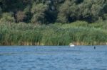 Great White Pelican (pelecanus Onocrotalus) In The Danube Delta Stock Photo