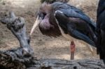 Abdim's Stork At The Bioparc In Fuengirola Stock Photo