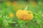 Marigold With Colorful Background Stock Photo