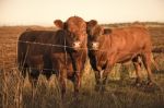 Country Cows Stock Photo