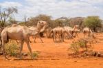 Herd Of Camels In Ethiopia Stock Photo