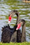 Couple Black Swans Stock Photo