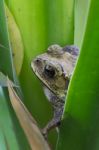 Toad Stock Photo