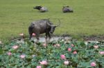 Buffalo In Lotus Garden Stock Photo