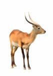 Red Lechwe Isolated On White Background Stock Photo