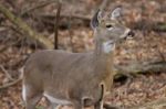 Beautiful Deer In The Forest Stock Photo