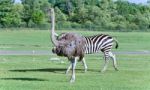 Beautiful Isolated Photo Of An Ostrich Walking Stock Photo