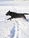 Dog Running In The Snow Stock Photo