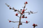 Bombax Ceiba Tree Stock Photo