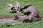 Rolling Rhinoceros (rhinocerotidae) At Port Lympne Wild Animal A Stock Photo