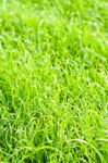 Green Grass Texture Close Up Stock Photo