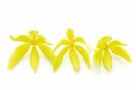 Ylang-ylang Flower Stock Photo