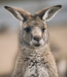 Kangaroo Outside Stock Photo