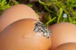 Lizard Hatching Stock Photo