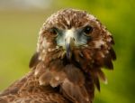 Close Up Of An Eagle Stock Photo