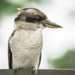 Kookaburra Gracefully Resting During The Day Stock Photo