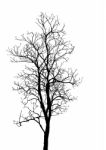 Dead Tree Without Leaves Isolated Stock Photo