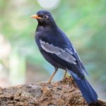 Male Black-breasted Thrush Stock Photo