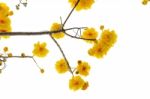 Yellow Flowers Of Cochlospermum Regium On White Background Stock Photo