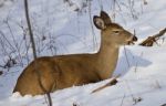 Beautiful Background With A Wild Deer In The Forest On The Snow Stock Photo