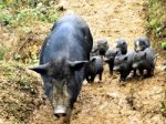 Pig Family Stock Photo