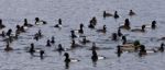 Beautiful Photo Of A Swarm Of Ducks In The Lake Stock Photo