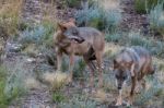 The Iberian Wolf Stock Photo