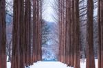 Nami Island In Korea,row Of Pine Trees In Winter Stock Photo